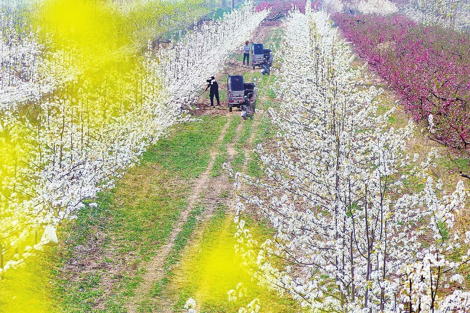 田间地头一派繁忙景象